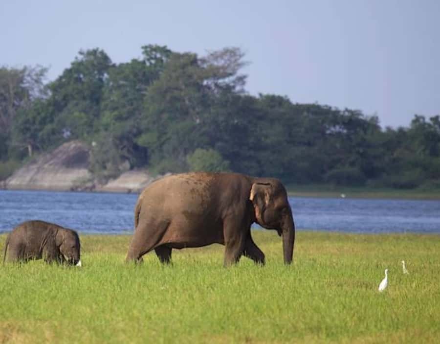 From Anuradhapura:Wilpattu Full-Day Wildlife Safari. - Picnic Lunch and a Long Afternoon in the Park