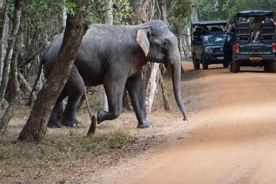 From Anuradhapura:Wilpattu Full-Day Wildlife Safari. - The Ride Back to Anuradhapura