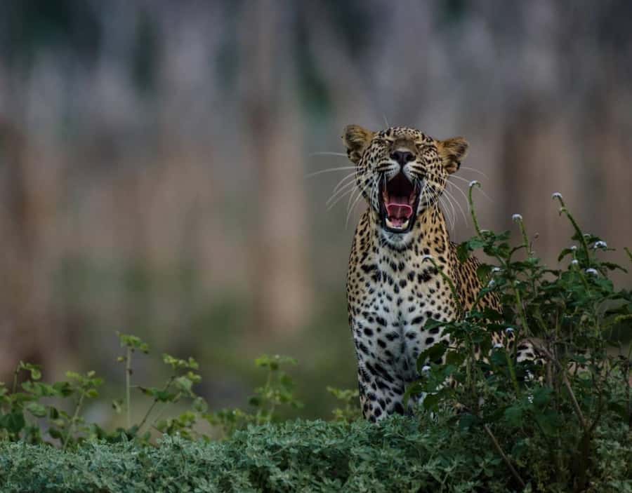 From Anuradhapura:Wilpattu Full-Day Wildlife Safari. - Who Will Enjoy This Safari Most