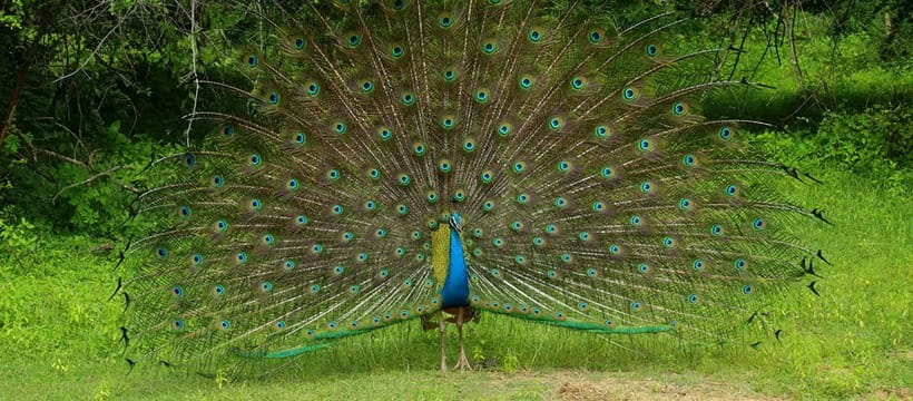 From Anuradhapura: Wilpattu National park Safari - Why Wilpattu is a different kind of safari