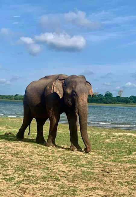From Anuradhapura: Wilpattu National park Safari - Lakes, forest, and the search for wildlife
