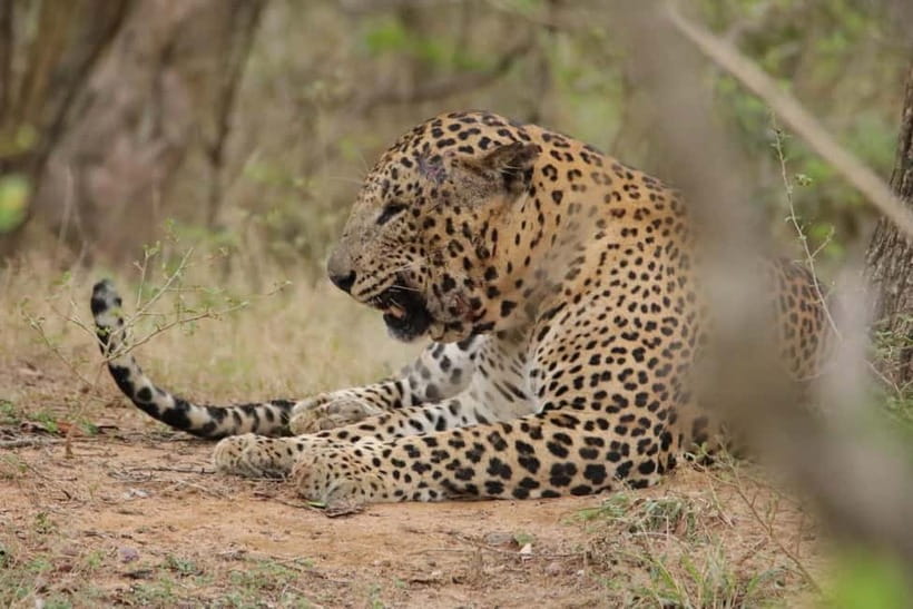From Anuradhapura: Wilpattu National park Safari - Small details that can improve your day