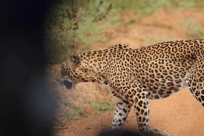 From Anuradhapura: Wilpattu National park Safari - Should you book the Wilpattu safari?