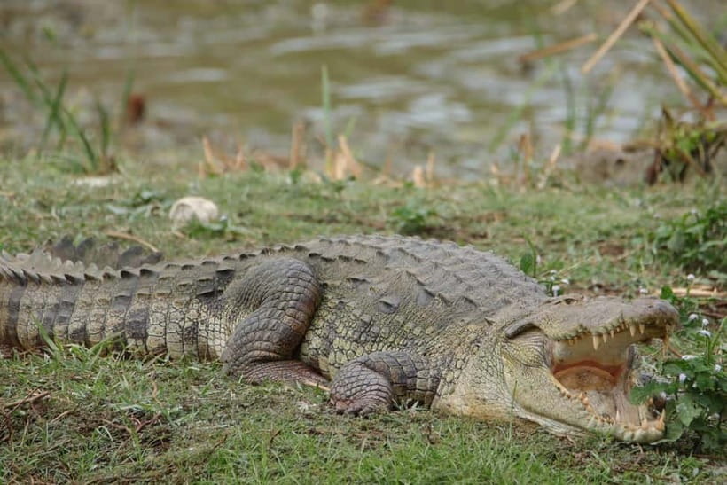 From Anuradhapura: Wilpattu National park Safari - Inside the 4x4: comfort with a view