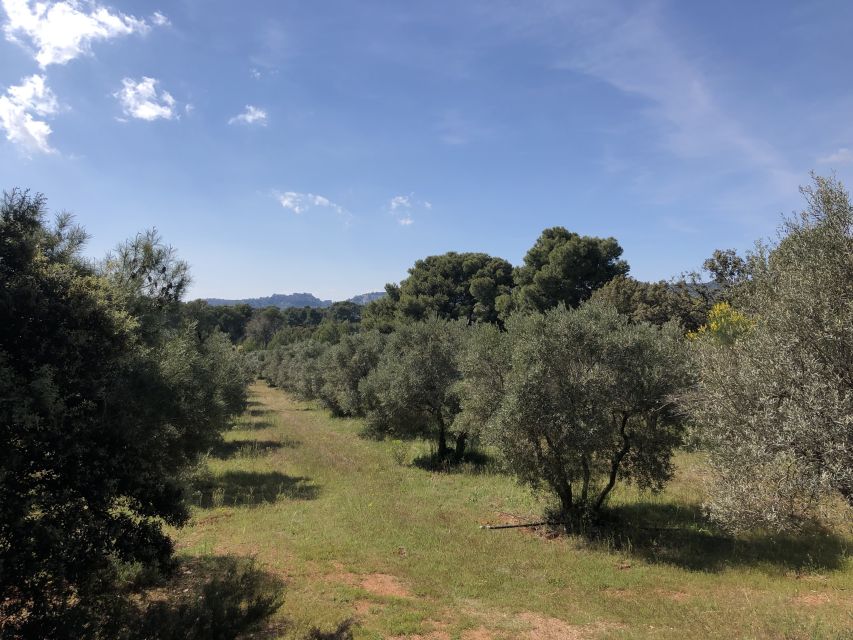 From Arles: Alpilles Regional Park Provence 4x4 Safari - Should you book the Alpilles 4x4 safari?