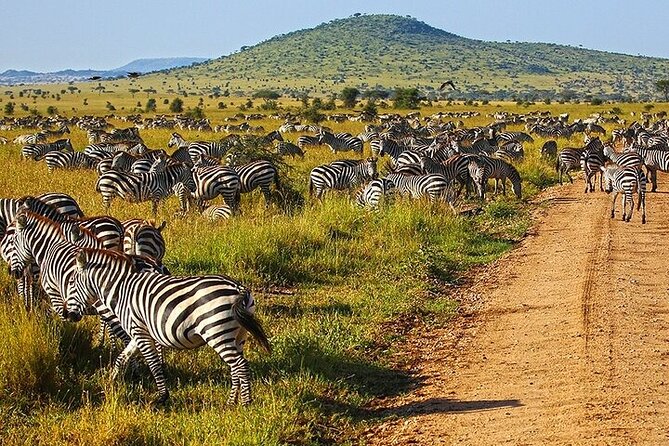From Arusha: 6 Day Classic Game Drive Serengeti & Ngorongoro - Day 5: Ngorongoro Crater and the Big Five