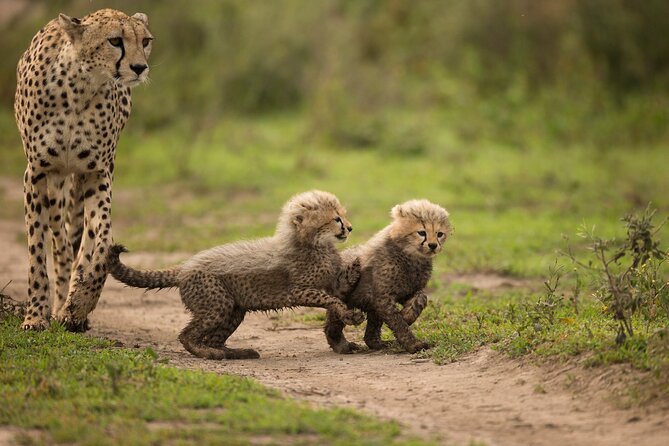 From Arusha: 6 Day Classic Game Drive Serengeti & Ngorongoro - Guides, vehicles, and the feel of a private safari