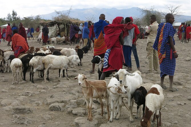 From Arusha: 7 Days Classic Safari Central Northern Circuit - Day 7: Returning to Arusha