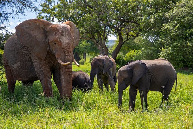 From Arusha: 9 Days Private Guided Classic Game Drive in Tanzania - A nine-day route built around variety