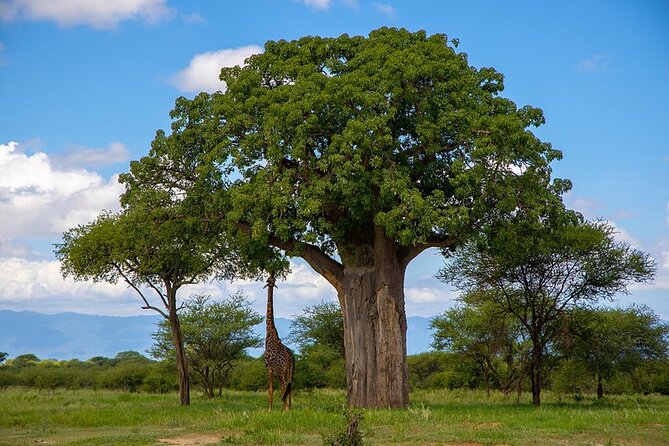 From Arusha: 9 Days Private Guided Classic Game Drive in Tanzania - Day 1: Tarangire’s elephants and giant baobabs