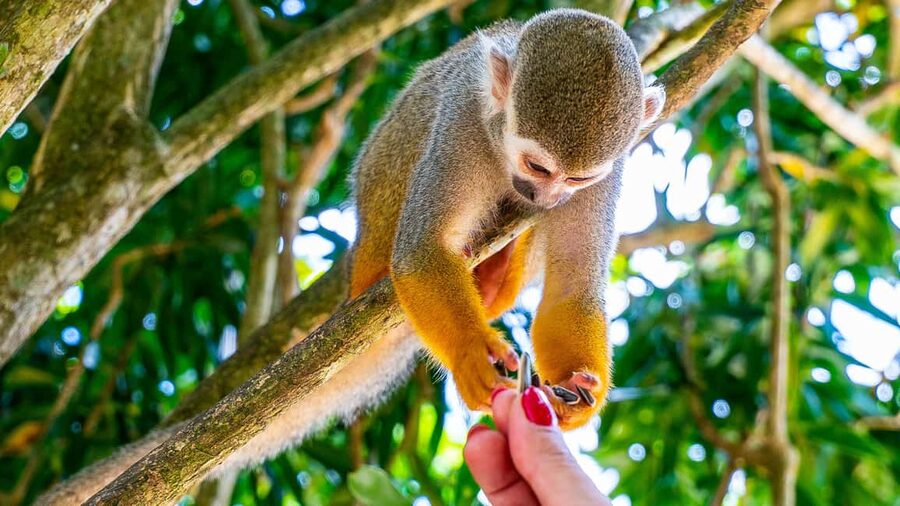 From Bayahibe: Half Day Monkeyland Safari - Meeting squirrel monkeys in the Dominican hills