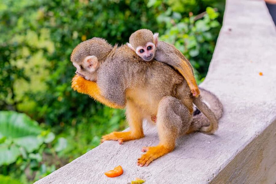 From Bayahibe: Half Day Monkeyland Safari - Practical tips for a better morning