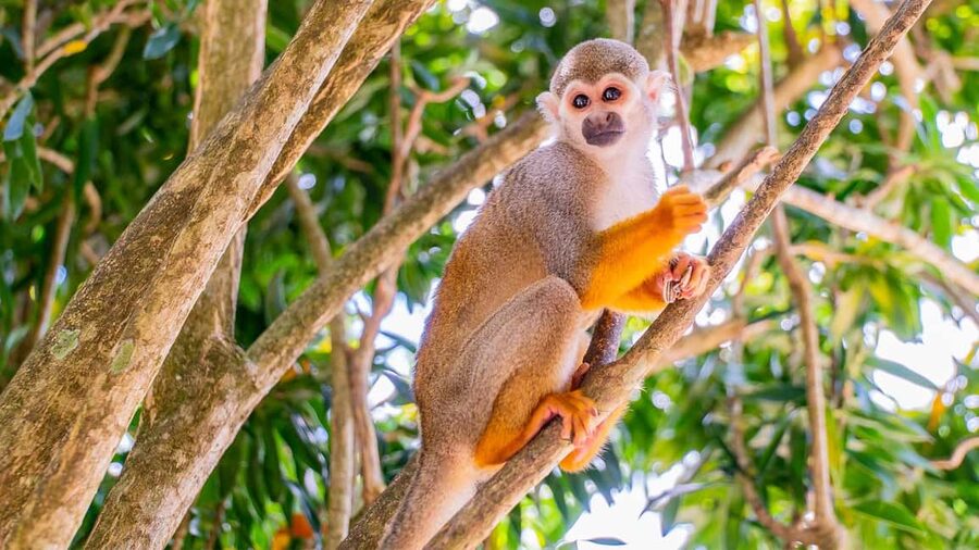 From Bayahibe: Half Day Monkeyland Safari - A country home, coffee, and cocoa