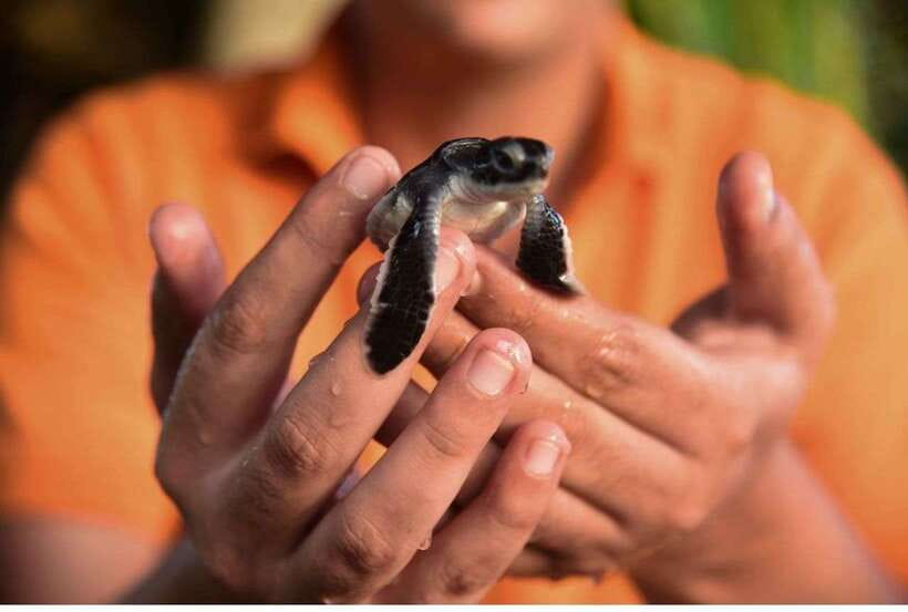From Bentota: Exclusive Madu River Safari & Turtle Hatchery - Key points at a glance
