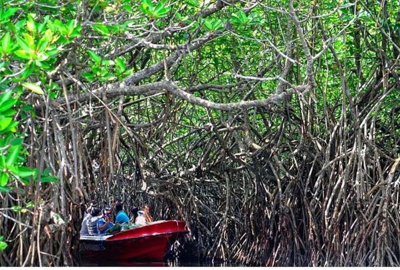 From Bentota: Exclusive Madu River Safari & Turtle Hatchery - Cinnamon Island adds a useful local stop