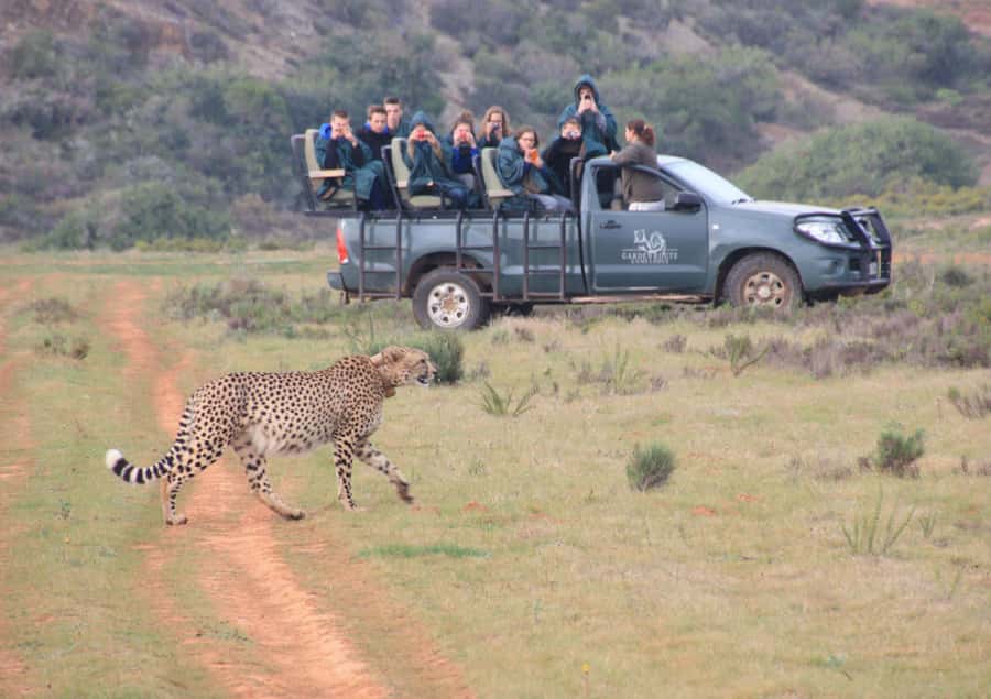 From Cape Town: 2-Day Safari at Garden Route Game Lodge - Key points to know before booking
