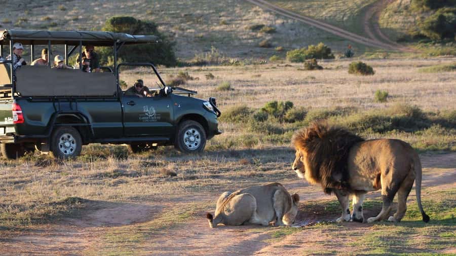 From Cape Town: 2-Day Safari at Garden Route Game Lodge - Why this two-day safari works from Cape Town
