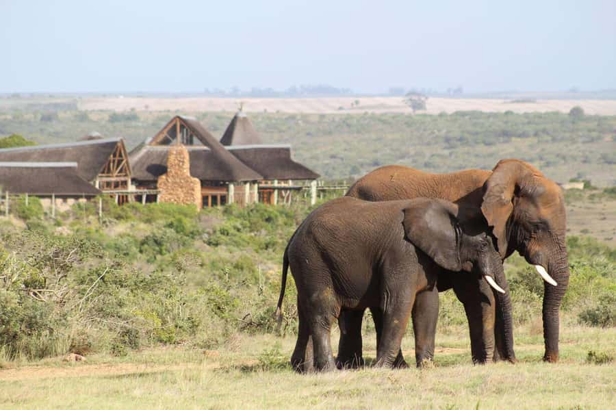 From Cape Town: 2-Day Safari at Garden Route Game Lodge - Hermanus, Betty’s Bay, and the coastal stops