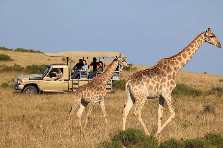From Cape Town: 3-Day Garden Route Highlights and 4x4 Safari - What you are really buying for $417
