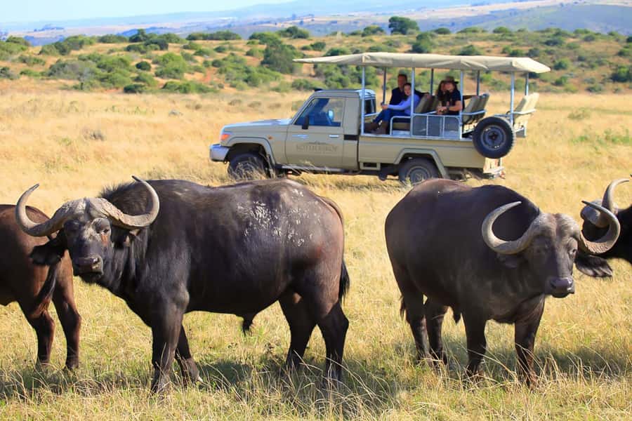 From Cape Town: 3-Day Garden Route Highlights and 4x4 Safari - Bloukrans Bridge gives you an optional jolt
