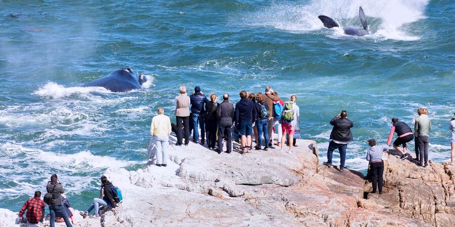 From Cape Town: 3-Day Garden Route Safari and Coastal Tour - The Garden Route Game Lodge safari