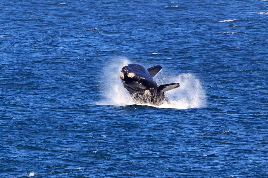 From Cape Town: 3-Day Garden Route Safari and Coastal Tour - Accommodation and meals