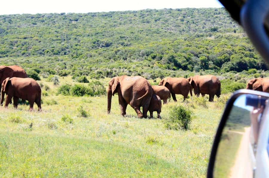 From Cape Town: 5-Day Best of Garden Route and Addo Safari - At a glance