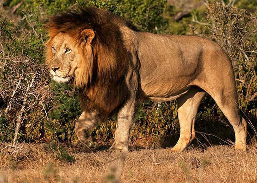 From Cape Town: 5-Day Best of Garden Route and Addo Safari - Day 5: A second safari at Botlierskop
