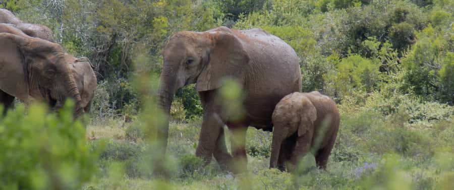 From Cape Town: 5-Day Best of Garden Route and Addo Safari - The guide can make or break the long drives