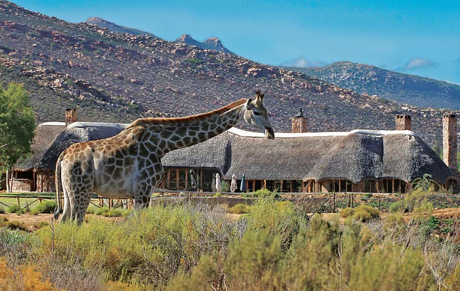 From Cape Town: Aquila Game Reserve Safari Tour with Lunch - What the reserve is like for first-time safari visitors
