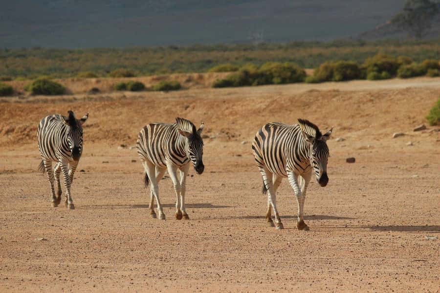 From Cape Town: Aquila Game Reserve Safari Tour with Lunch - The return to Cape Town and the shape of the day