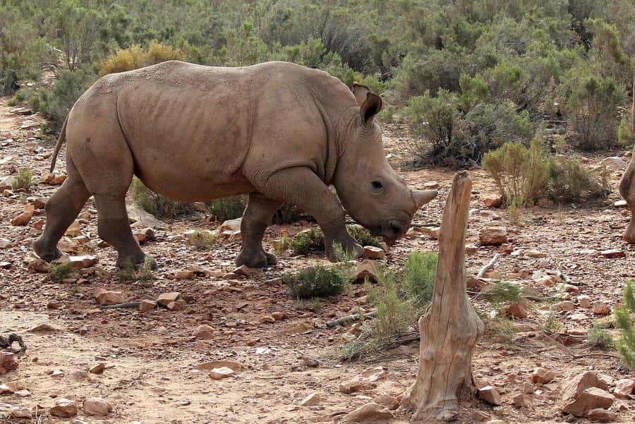 From Cape Town: Aquila Game Reserve Safari Tour with Lunch - Is $342 a fair price?