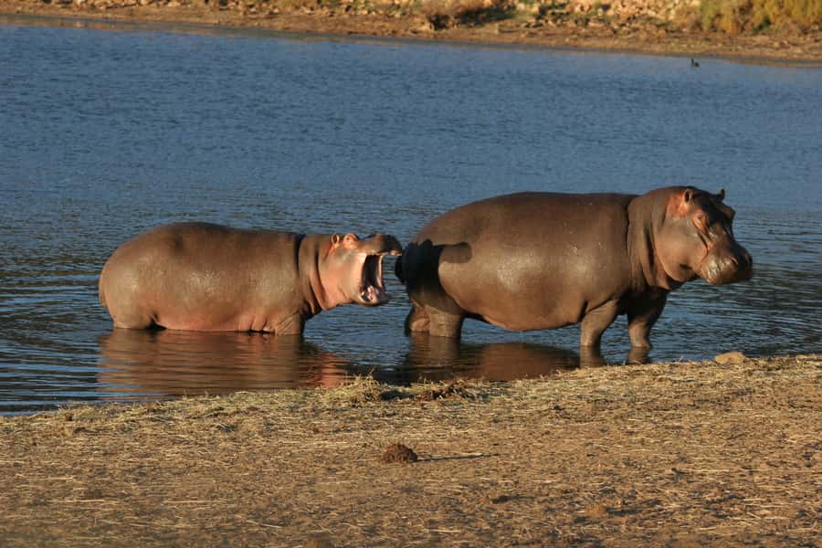From Cape Town: Aquila Game Reserve Safari Tour with Lunch - Who should book this Aquila day trip?