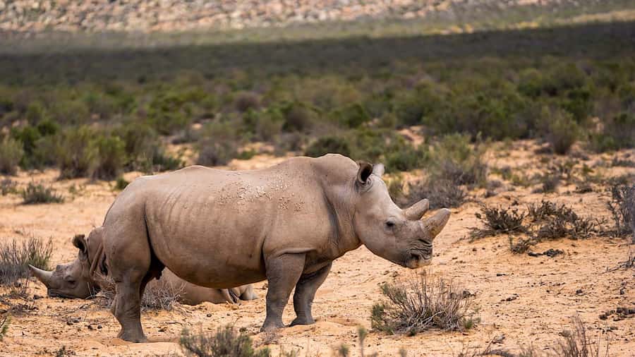 From Cape Town: Aquila Game Reserve Safari Tour with Lunch - Should you book it?