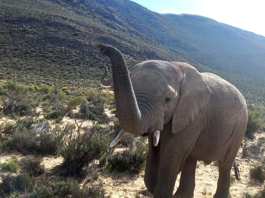 From Cape Town: Aquila Game Reserve Sunset Game Drive - Key points to know before booking