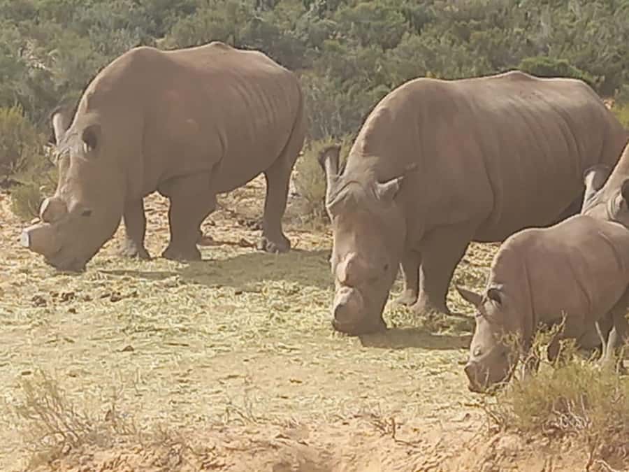 From Cape Town: Aquila Game Reserve Sunset Game Drive - Why Aquila works for a short Cape Town stay