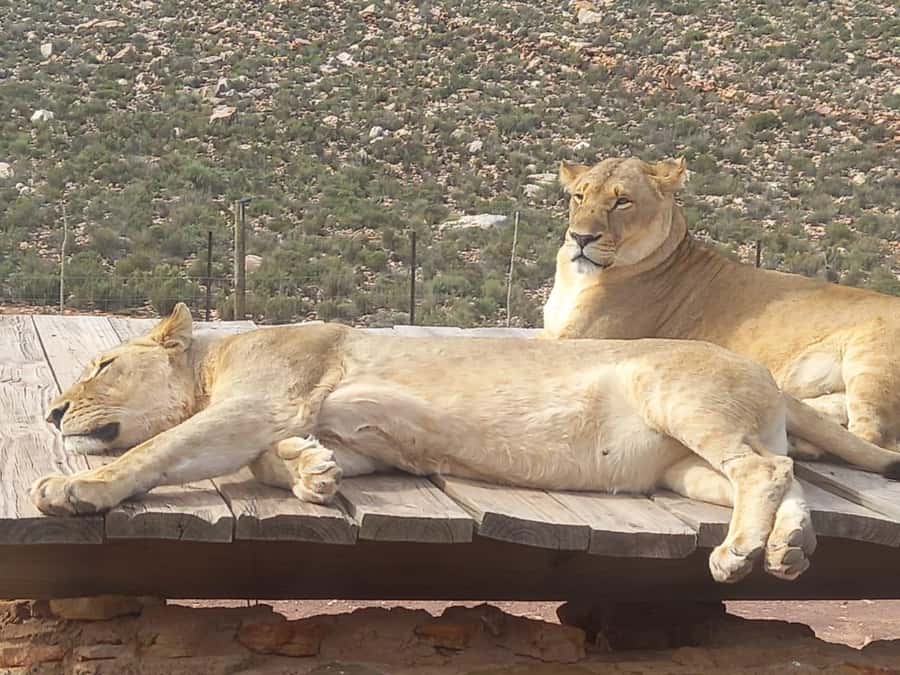 From Cape Town: Aquila Game Reserve Sunset Game Drive - The Cape Town pickup sets the tone