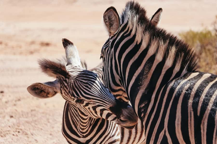 From Cape Town: Big Five Game Reserve with Lunch - Why Aquila works as a Cape Town safari