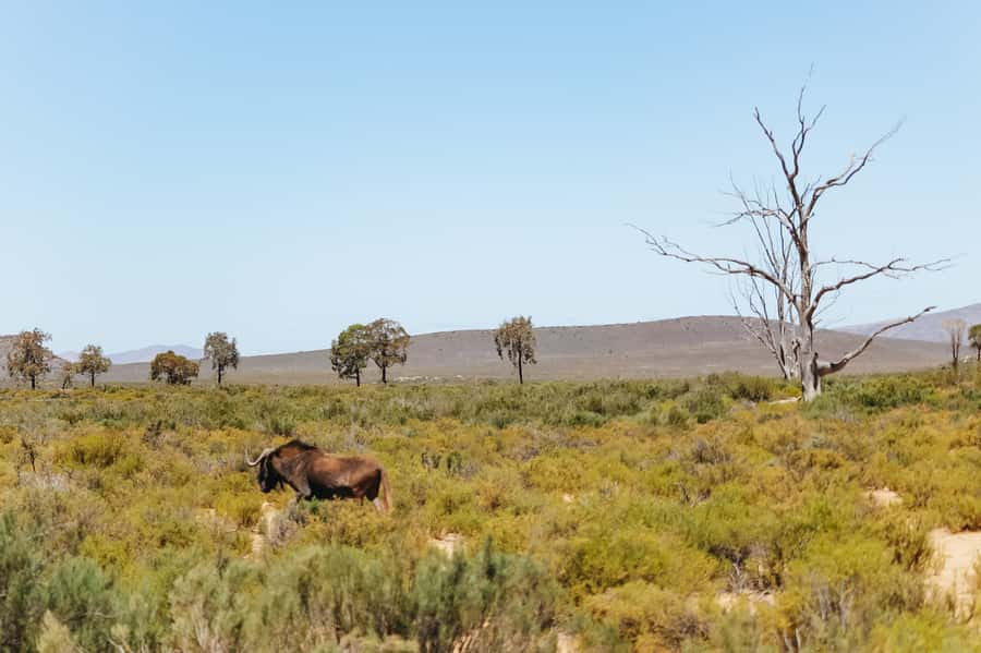 From Cape Town: Big Five Game Reserve with Lunch - FAQ