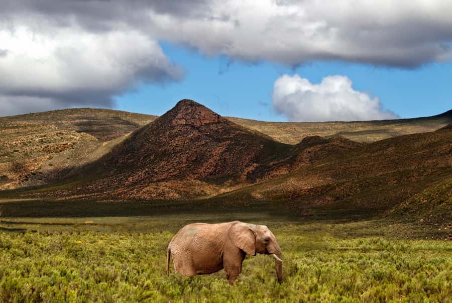 From Cape Town: Big Five Game Reserve with Lunch - The 2.5-hour drive through the Hex River Valley