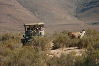 Big Five Game Reserve with Lunch