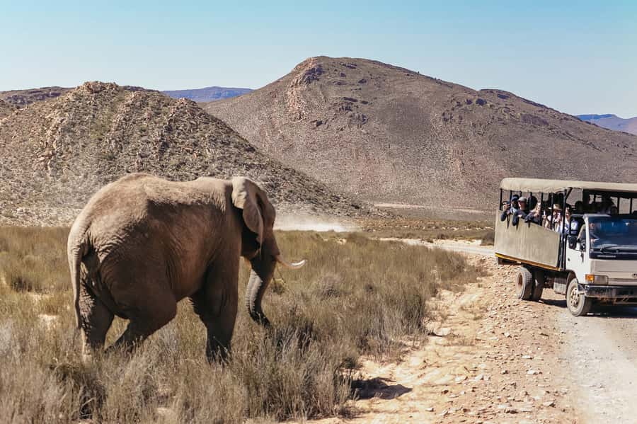 From Cape Town: Big Five Game Reserve with Lunch - The reserve setting and the important compromise