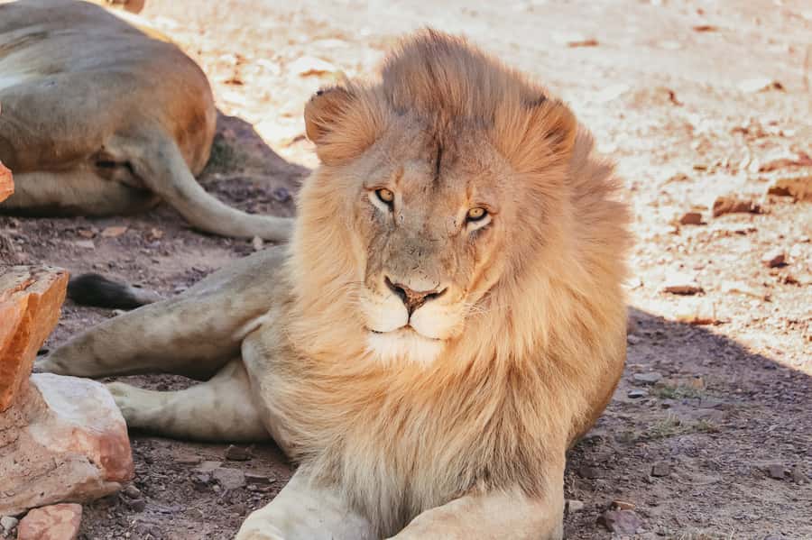 From Cape Town: Big Five Game Reserve with Lunch - Who will enjoy this day most