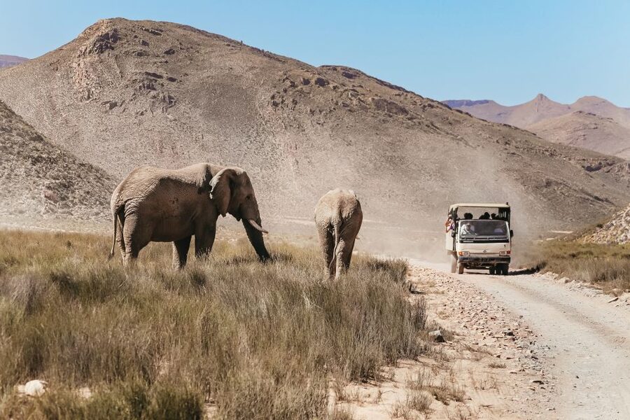 From Cape Town: Big Five Game Reserve with Lunch - Should you book the Aquila day safari?