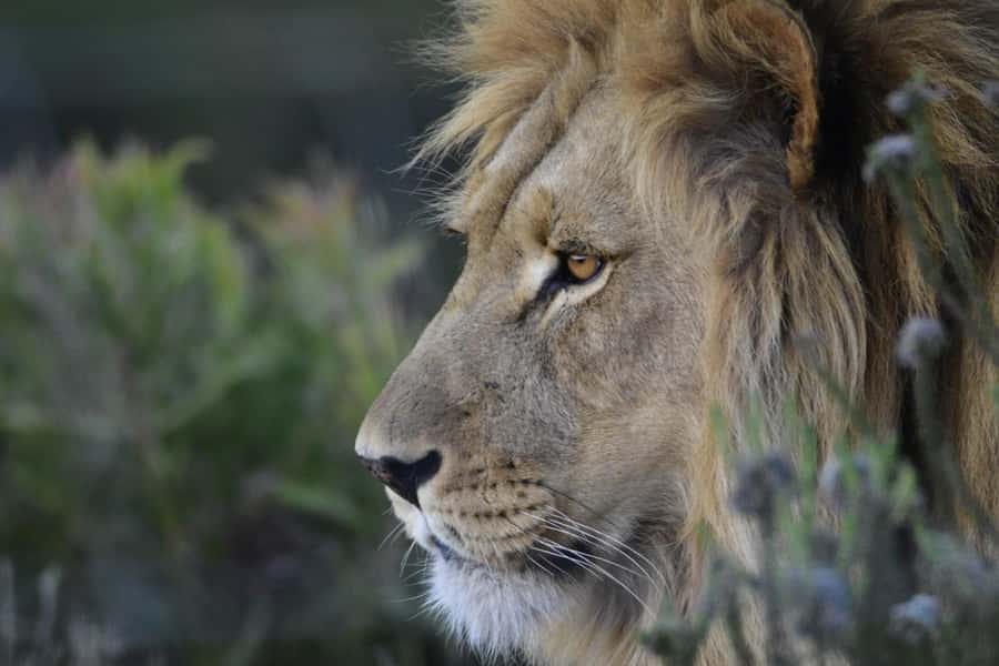From Cape Town: Big Five Safari Experience with Lunch - Practical details that can save trouble