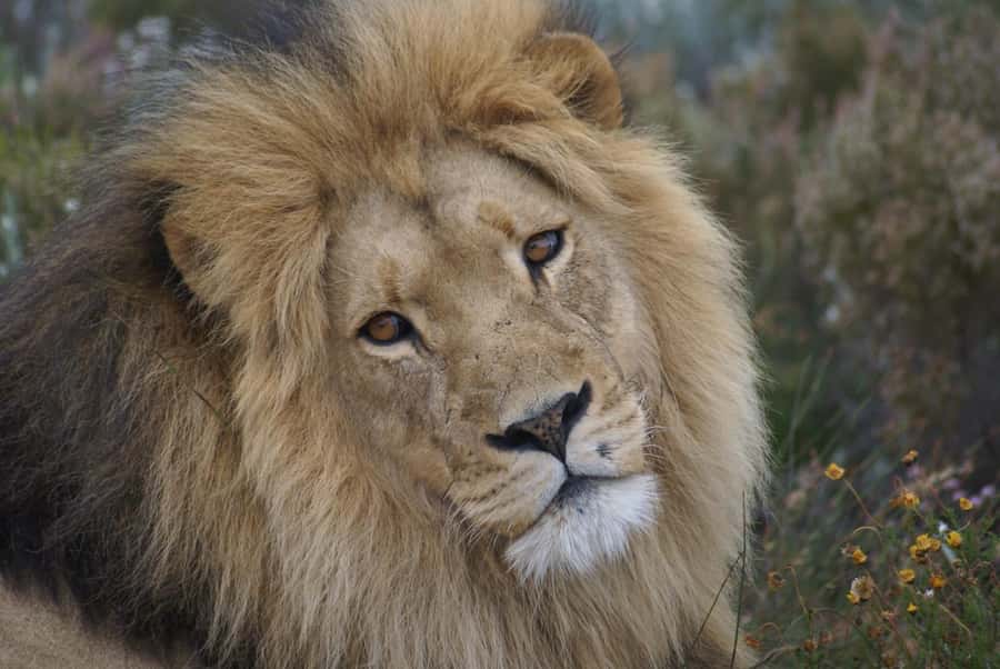 From Cape Town: Big Five Safari Experience with Lunch - Why this Cape Town safari works for a short visit