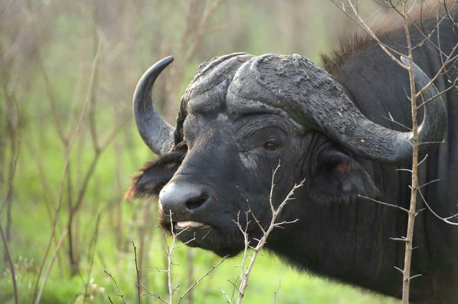 From Cape Town: Big Five Safari Experience with Lunch - Arrival, welcome drink, and buffet lunch