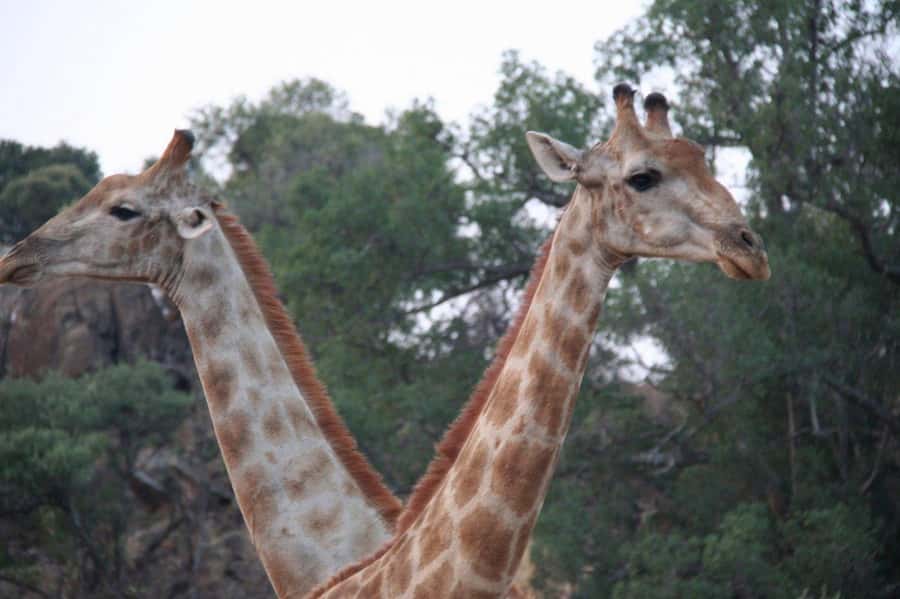 From Cape Town: Big Five Safari Experience with Lunch - Guides can shape the whole day