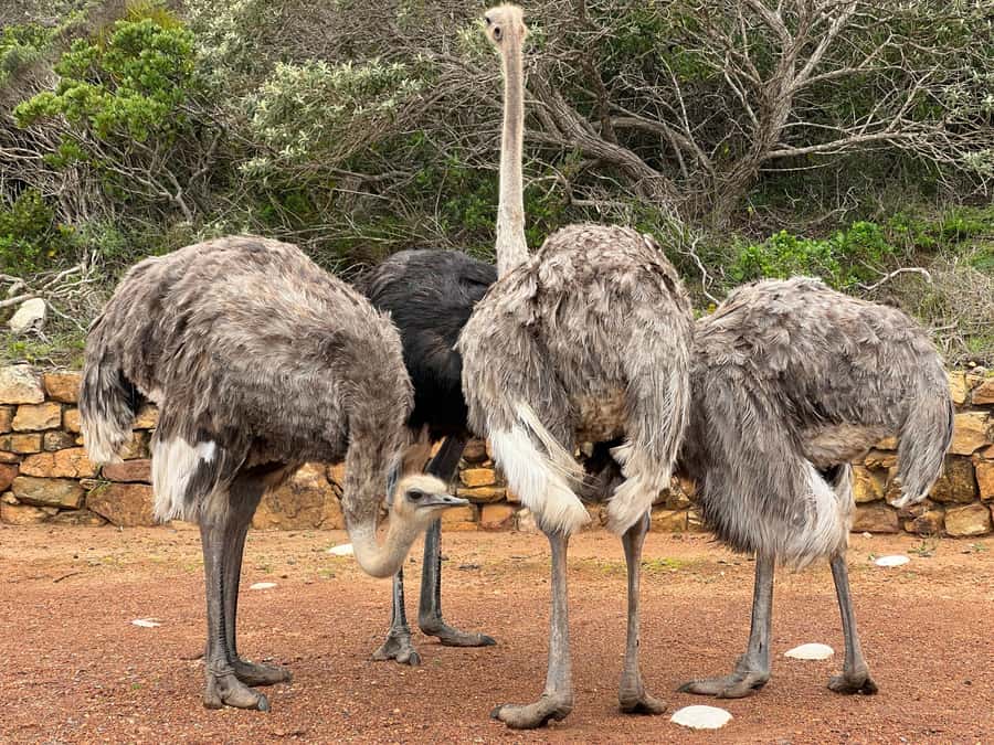 From Cape Town: Big Five Safari Experience with Lunch - Who will enjoy this experience most?