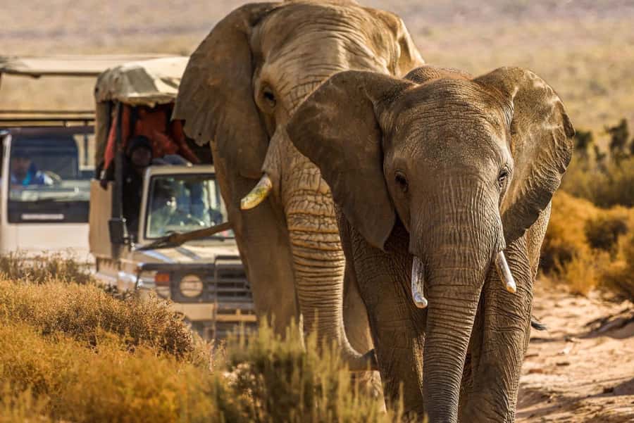 From Cape Town: Big Five Safari Experience with Lunch - The morning pickup from Cape Town